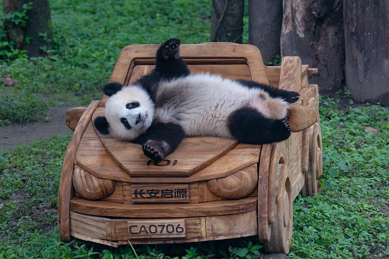 A giant panda lies on a wooden 