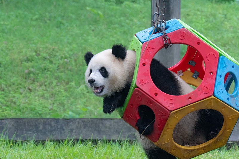 A giant panda plays on a swing at Chongqing Zoo, in Chongqing Municipality, June 8, 2024. /CFP