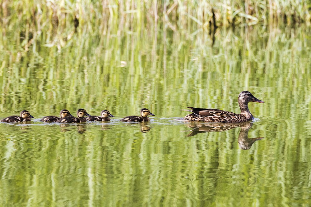 A mother mallard leads her ducklings for a swim at the Central Green Forest Park in Beijing on June 8, 2024. /CFP