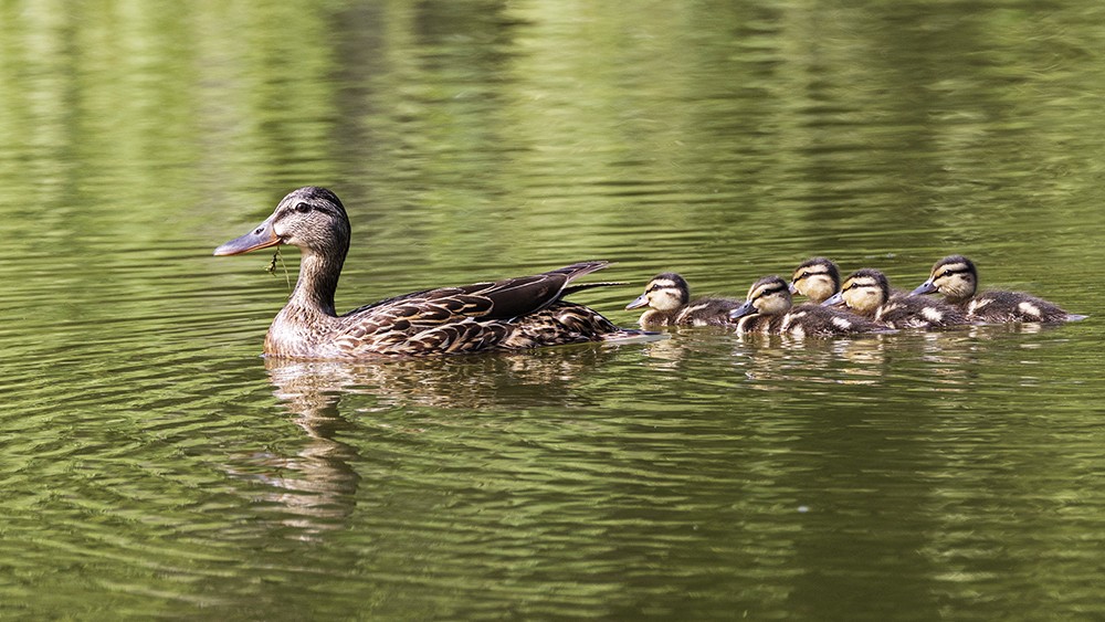 A mother mallard leads her ducklings for a swim at the Central Green Forest Park in Beijing on June 8, 2024. /CFP