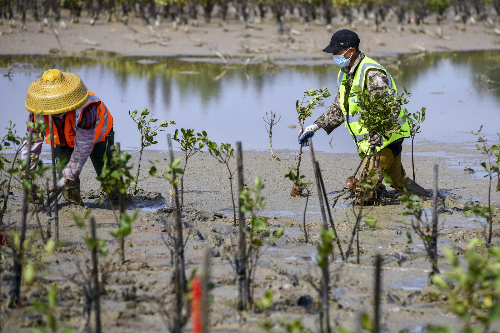 City workers planting mangrove trees, Haikou City, Hainan Province, south China, February 1, 2023. /CFP