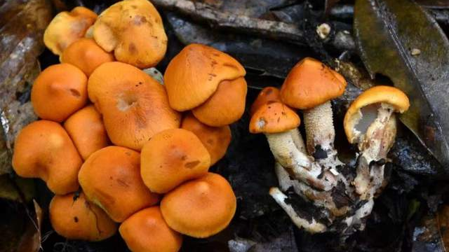 New fungus species found in SW China