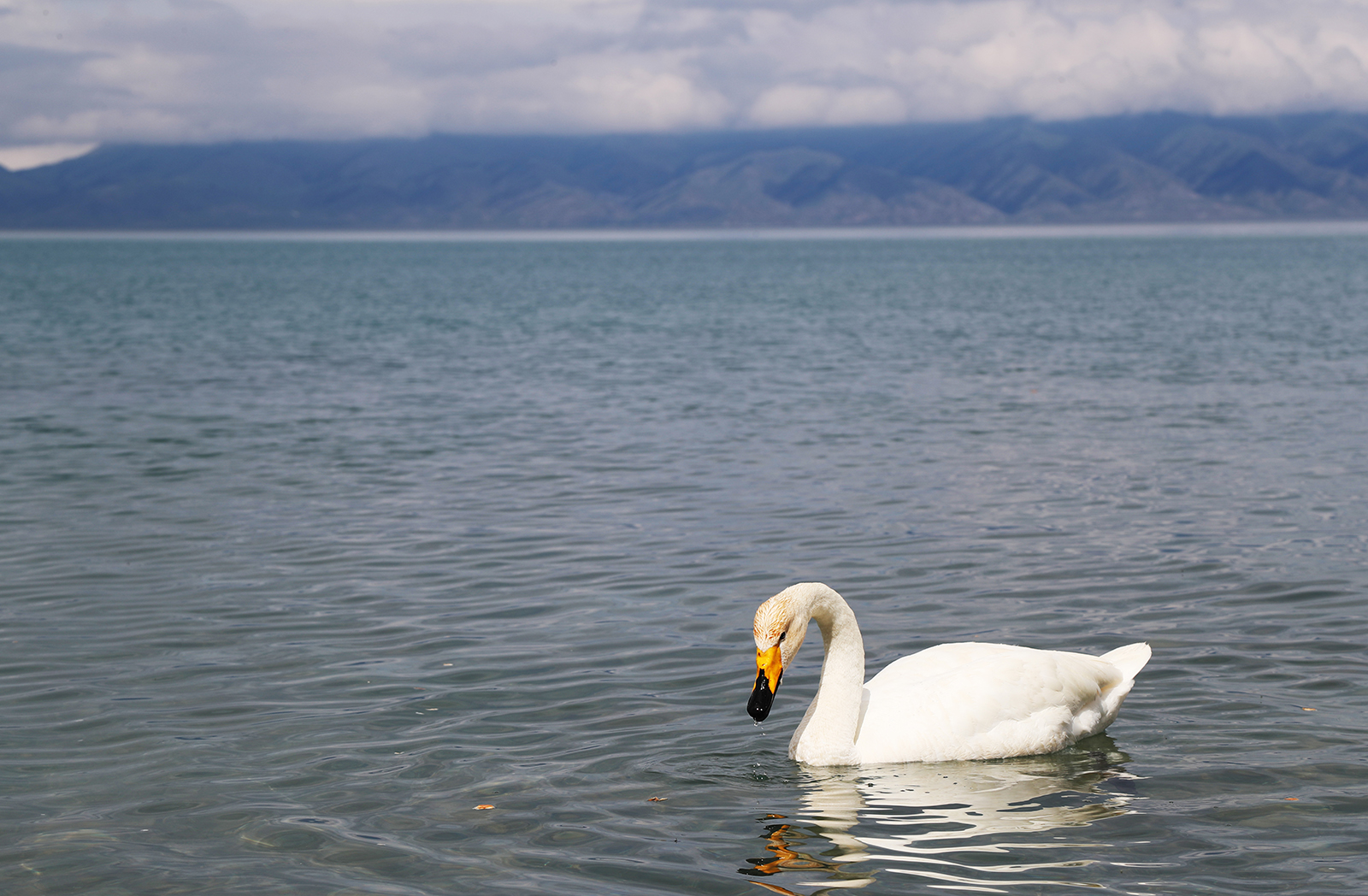 A swan rests on the surface of Sayram Lake in Xinjiang. /CGTN