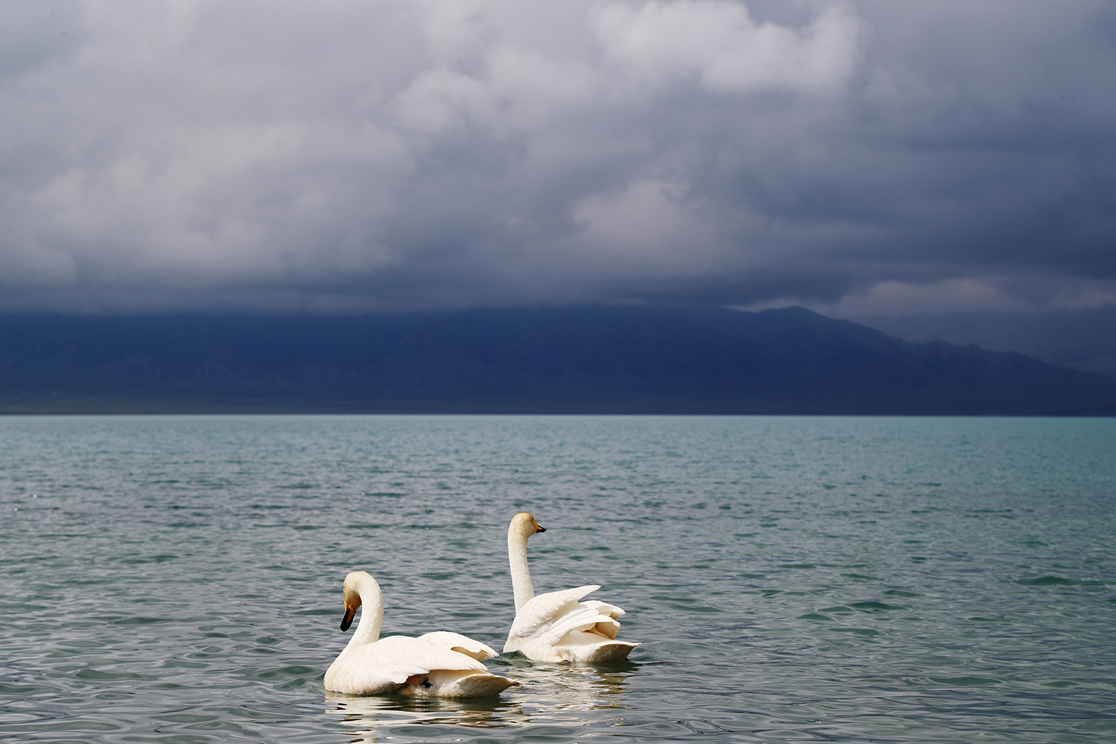 Swans swim on Sayram Lake in Xinjiang. /CGTN