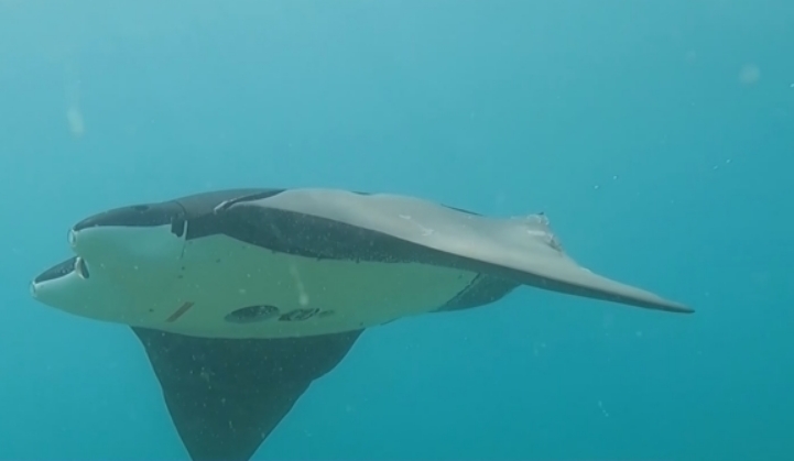 The soft-body submersibles have been designed to resemble manta rays. /CMG
