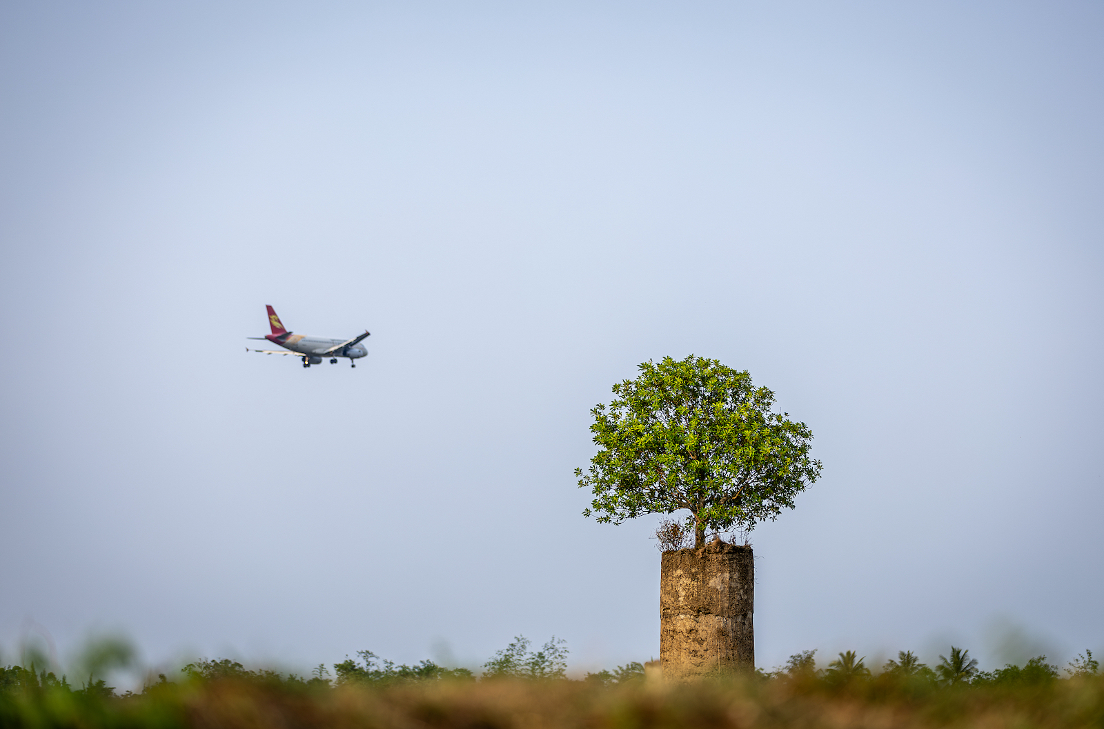 A tree grows from the cement pillar in Yonglian Village, Haikou City, Hainan Province, south China, May 5, 2024. /CFP
