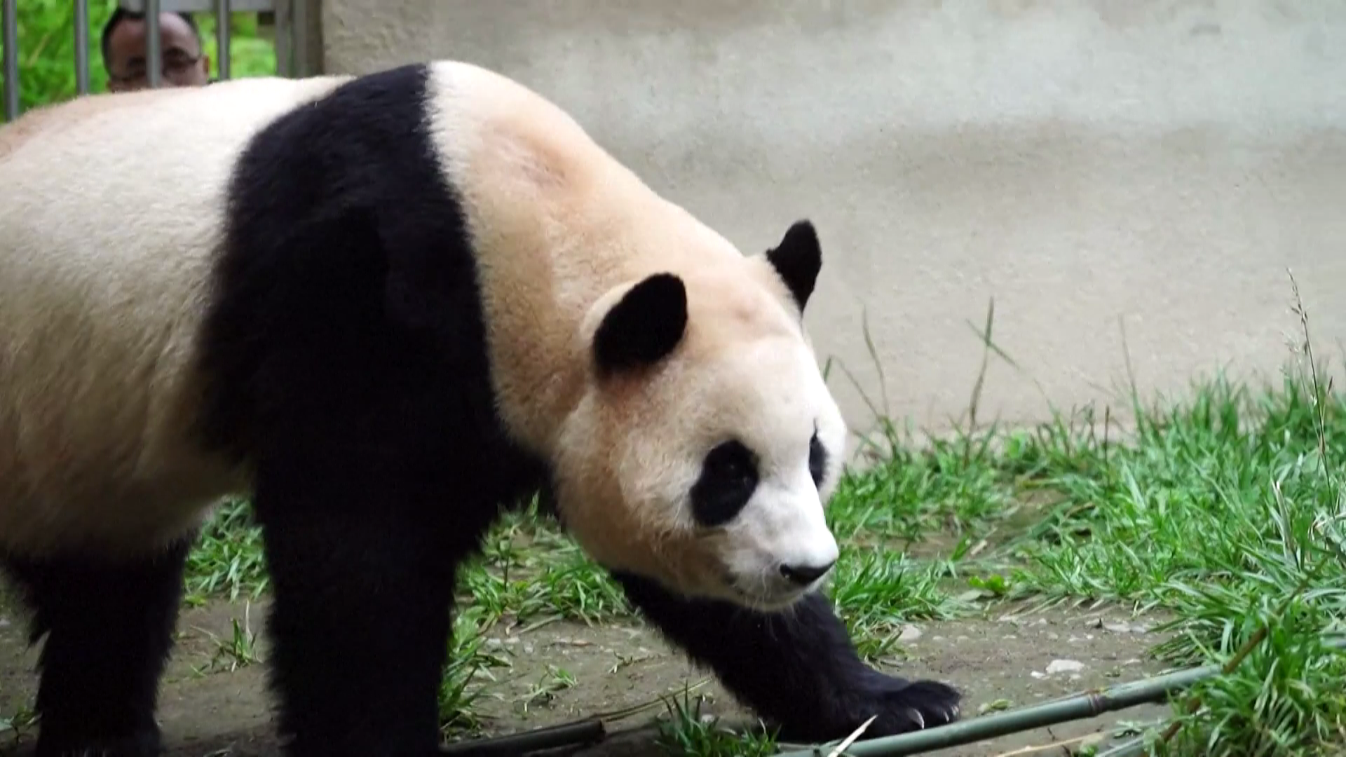 Giant panda Fu Bao at the Shenshuping giant panda base in Sichuan Province, southwest China, June 8, 2024. /CFP