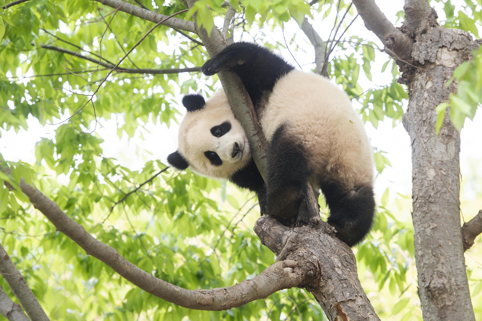 Giant panda Fu Bao climbs a tree at Everland Resort in Yongin, South Korea, July 5, 2021. /CFP