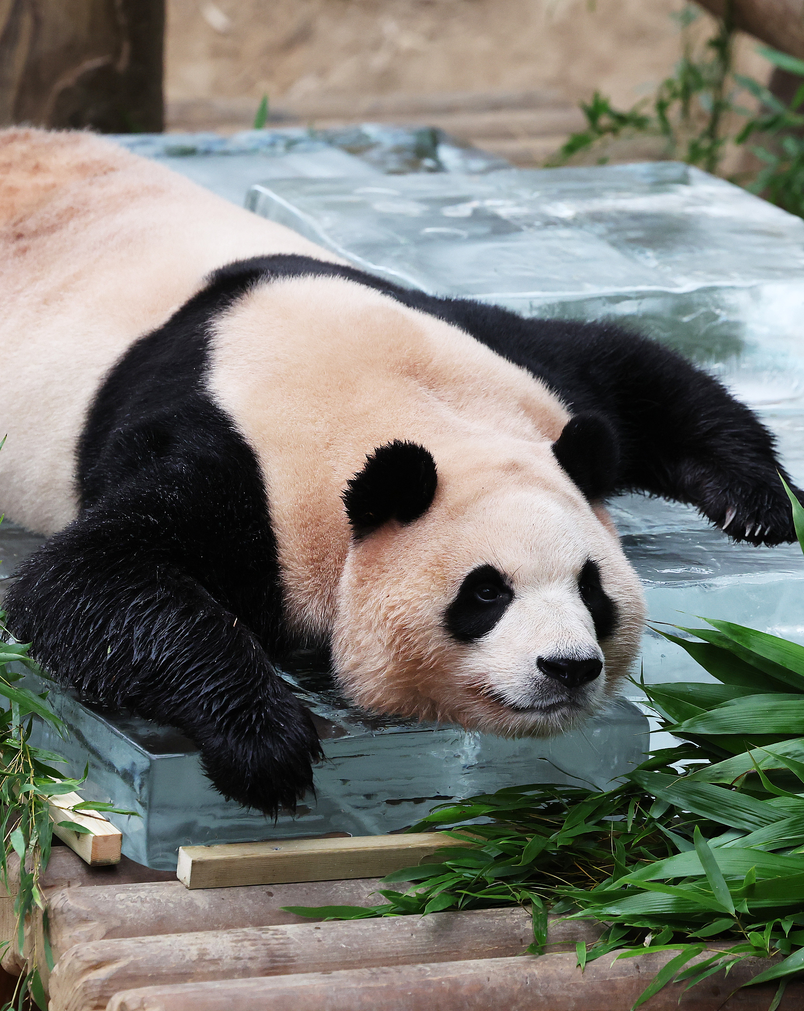 Giant panda Fu Bao cools off on a slab of ice at the Everland Resort in Yongin, South Korea, August 24, 2023. /CFP