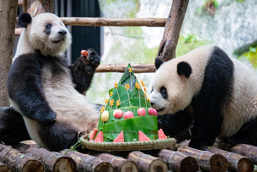 Giant pandas Xing Xing and Chen Chen eat 