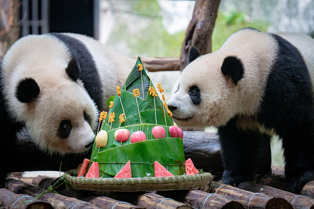 Giant pandas Xing Xing and Chen Chen eat 