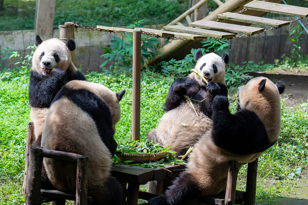 Other pandas at the Chongqing Zoo enjoy a special dish of 