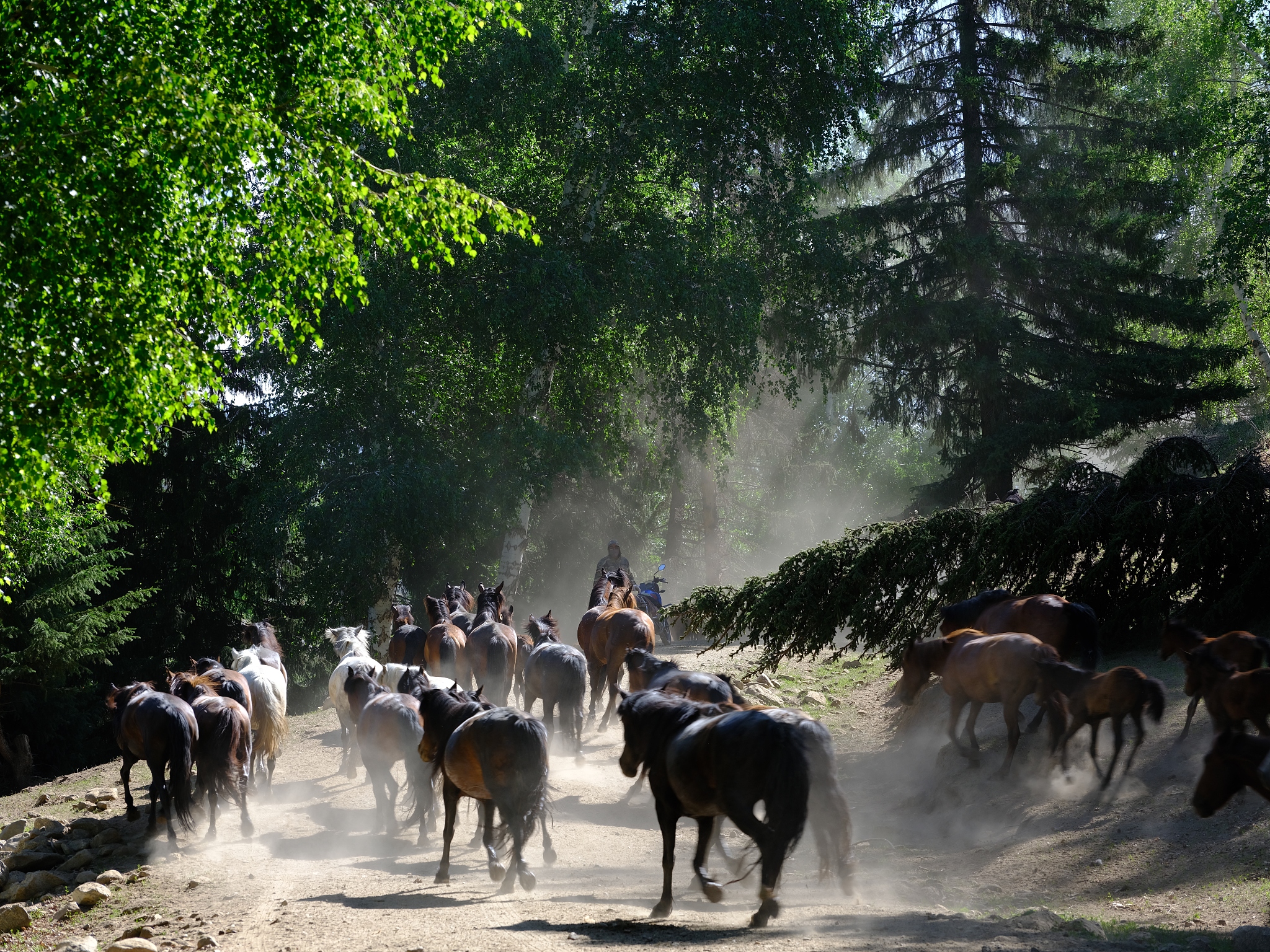 Herds of livestock embark on the journey to the summer pastures in Fuhai County, Altay Prefecture, Xinjiang on June 10, 2024. /CFP