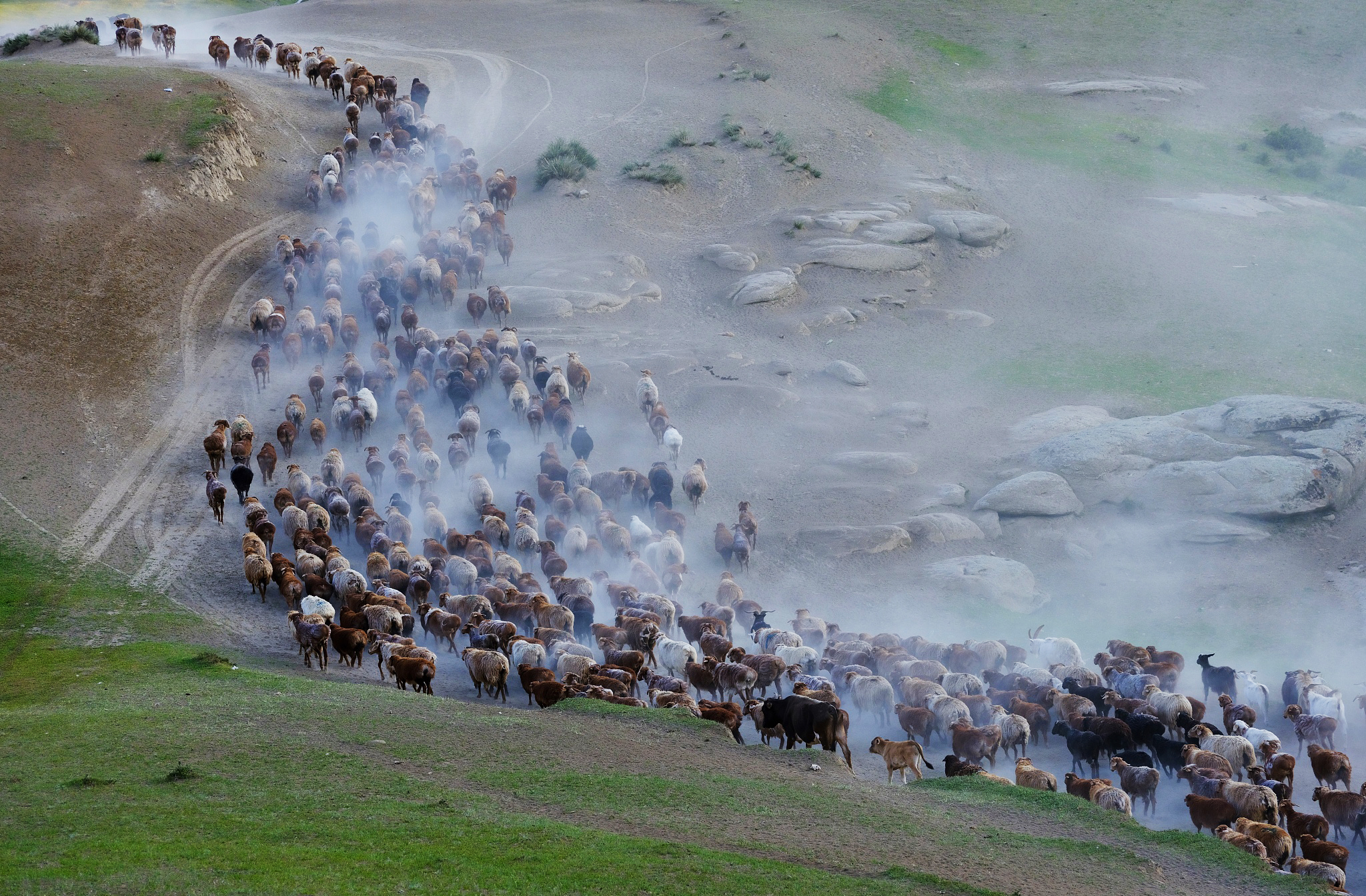 The summer livestock migration starts in Fuhai County, Altay Prefecture, Xinjiang on June 10, 2024. /CFP