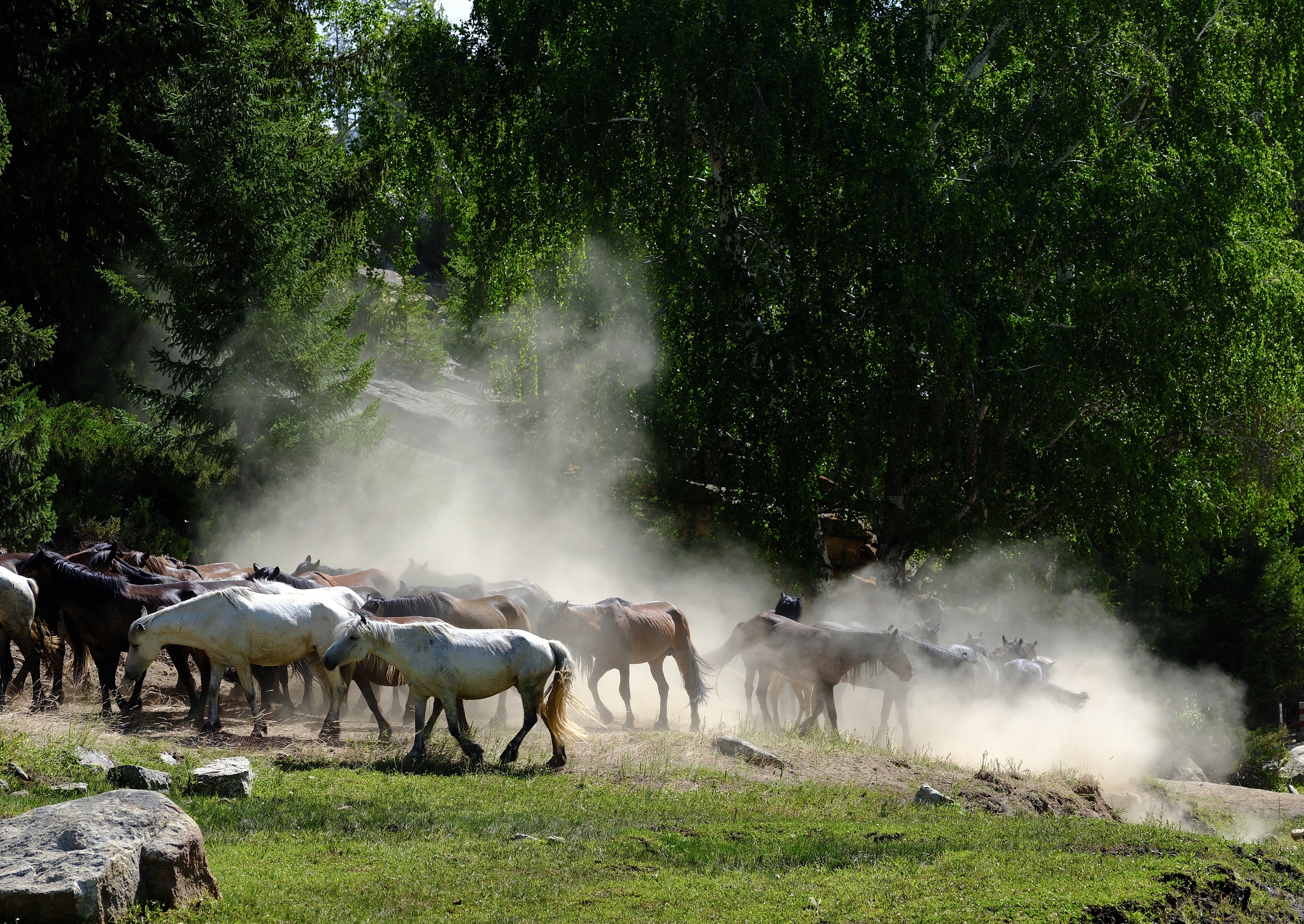 Herds of livestock embark on the journey to the summer pastures in Fuhai County, Altay Prefecture, Xinjiang on June 10, 2024. /CFP