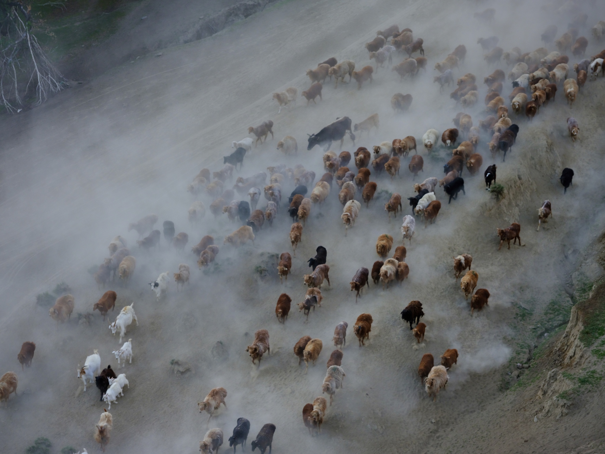 A bird's-eye view of the summer migration of livestock in Fuhai County, Altay Prefecture, Xinjiang on June 10, 2024 /CFP