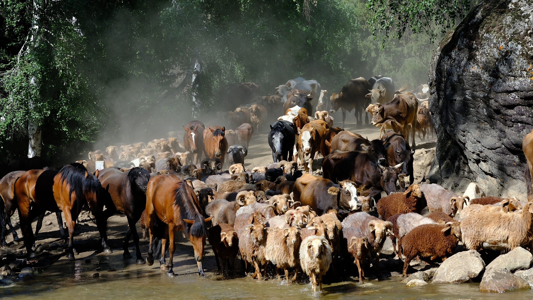 Summer livestock migration underway in Altay, Xinjiang