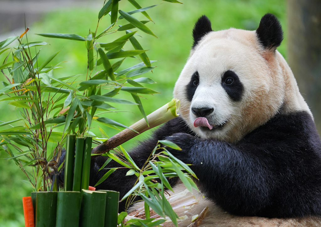 Giant panda Fu Bao meets the public at the Shenshuping Giant Panda Base at the Wolong National Nature Reserve in Sichuan Province on June 12, 2024. /CFP