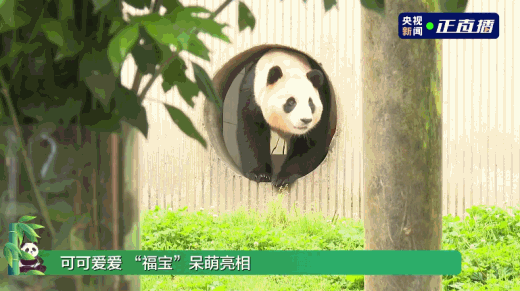 Fu Bao at the Shenshuping giant panda base in Sichuan Province, southwest China, June 12, 2024. /CMG