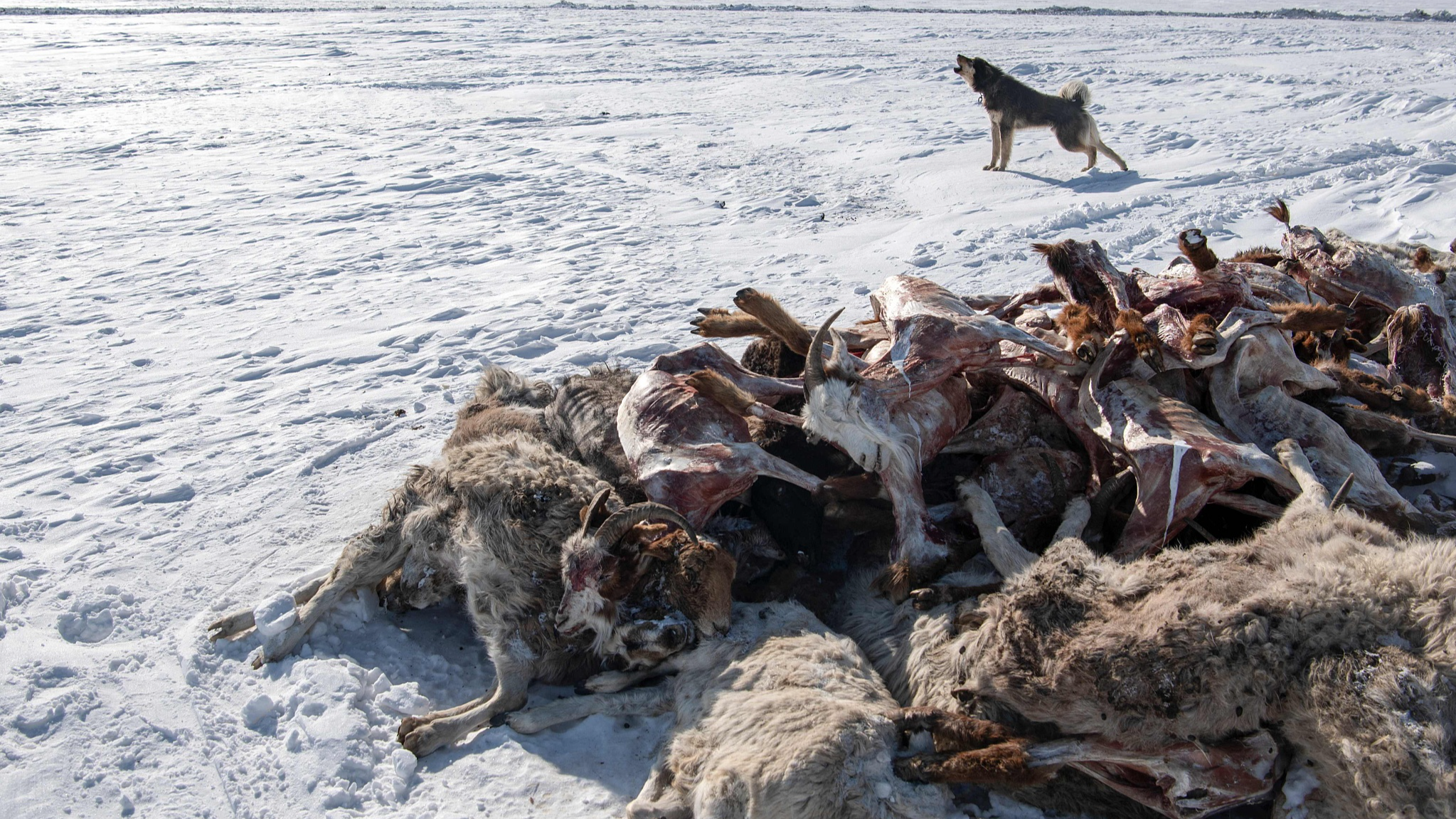 A dog howling next to dead sheep and goats amid extremely cold weather conditions in Bayanmunkh, Khentii Province, Mongolia, February 22, 2024. /CFP