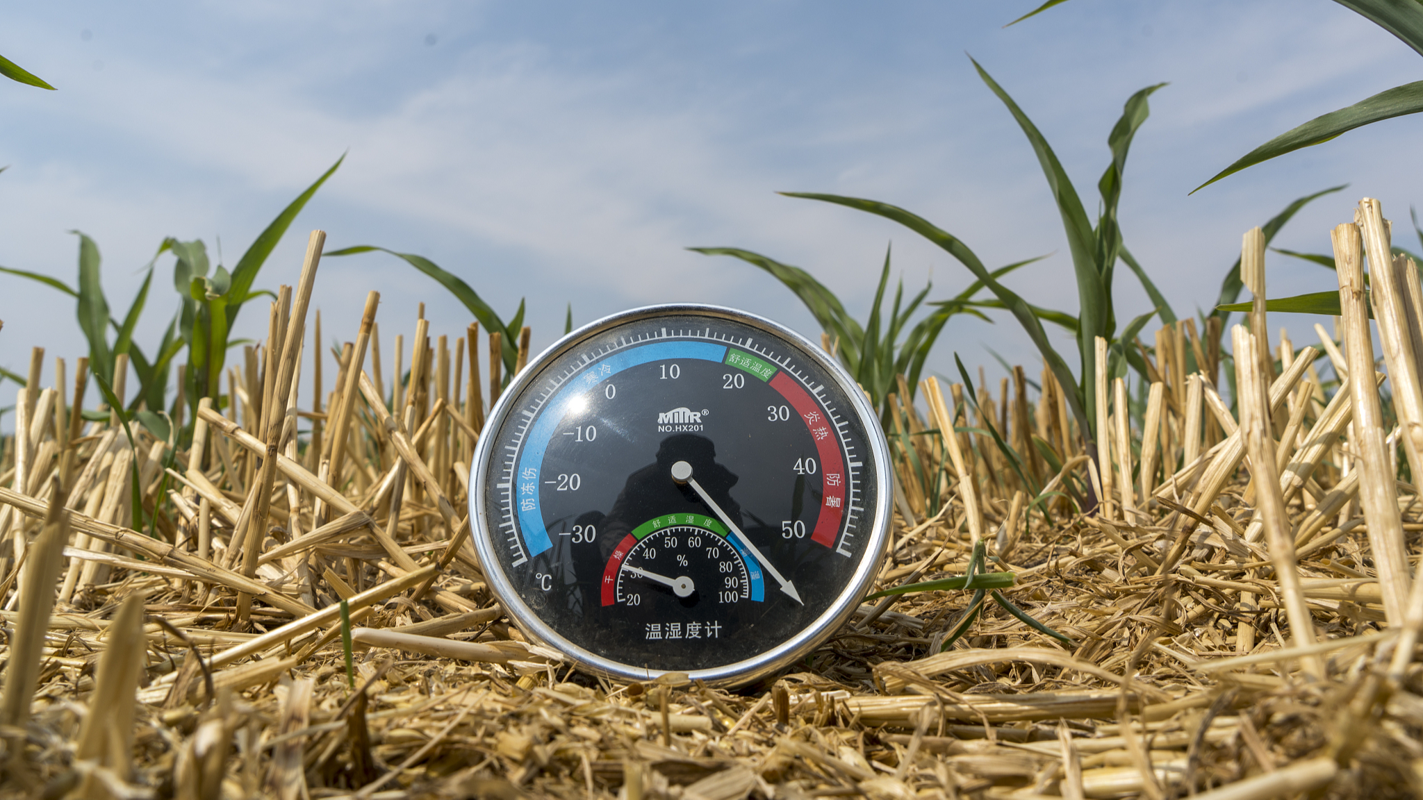 A thermometer placed on a farm shows the ground temperature reaching more than 50 degrees Celsius in Zhumadian City, central China's Henan Province, June 11, 2024. /CFP 