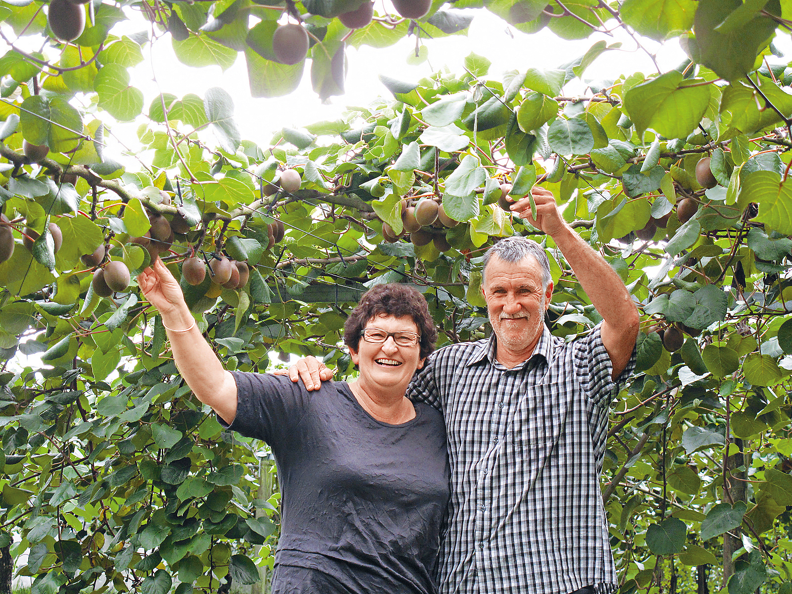 This file photo taken on April 17, 2013, shows a kiwifruit orchard in New Zealand. /CFP