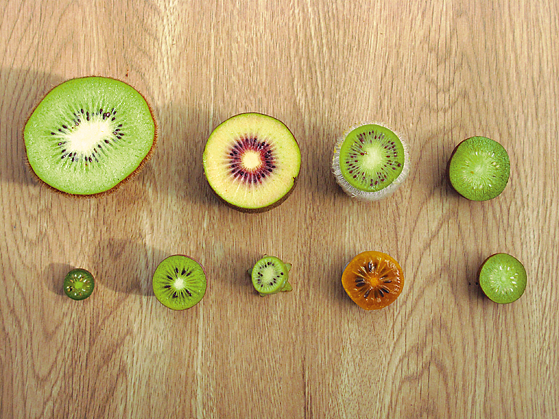 An undated file photo shows different types of kiwifruits in New Zealand. /CFP