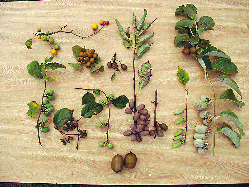 An undated file photo shows the different leaves and stems of kiwifruit. /CFP