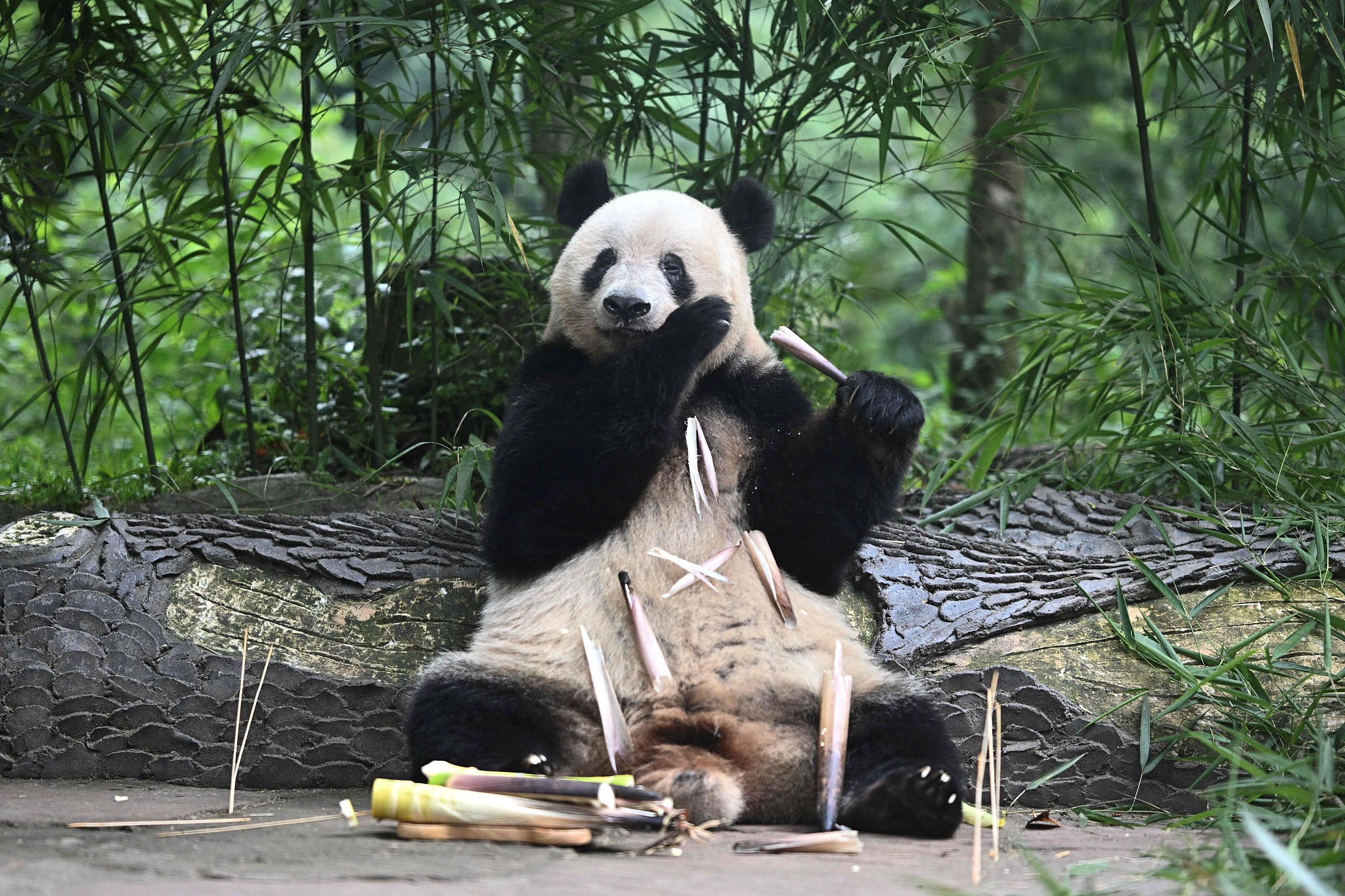 Giant panda Xiang Xiang enjoys bamboo shoots on her 7th birthday at the Ya'an base of the China Conservation and Research Center for the Giant Panda in Sichuan Province on June 12, 2024. /CFP