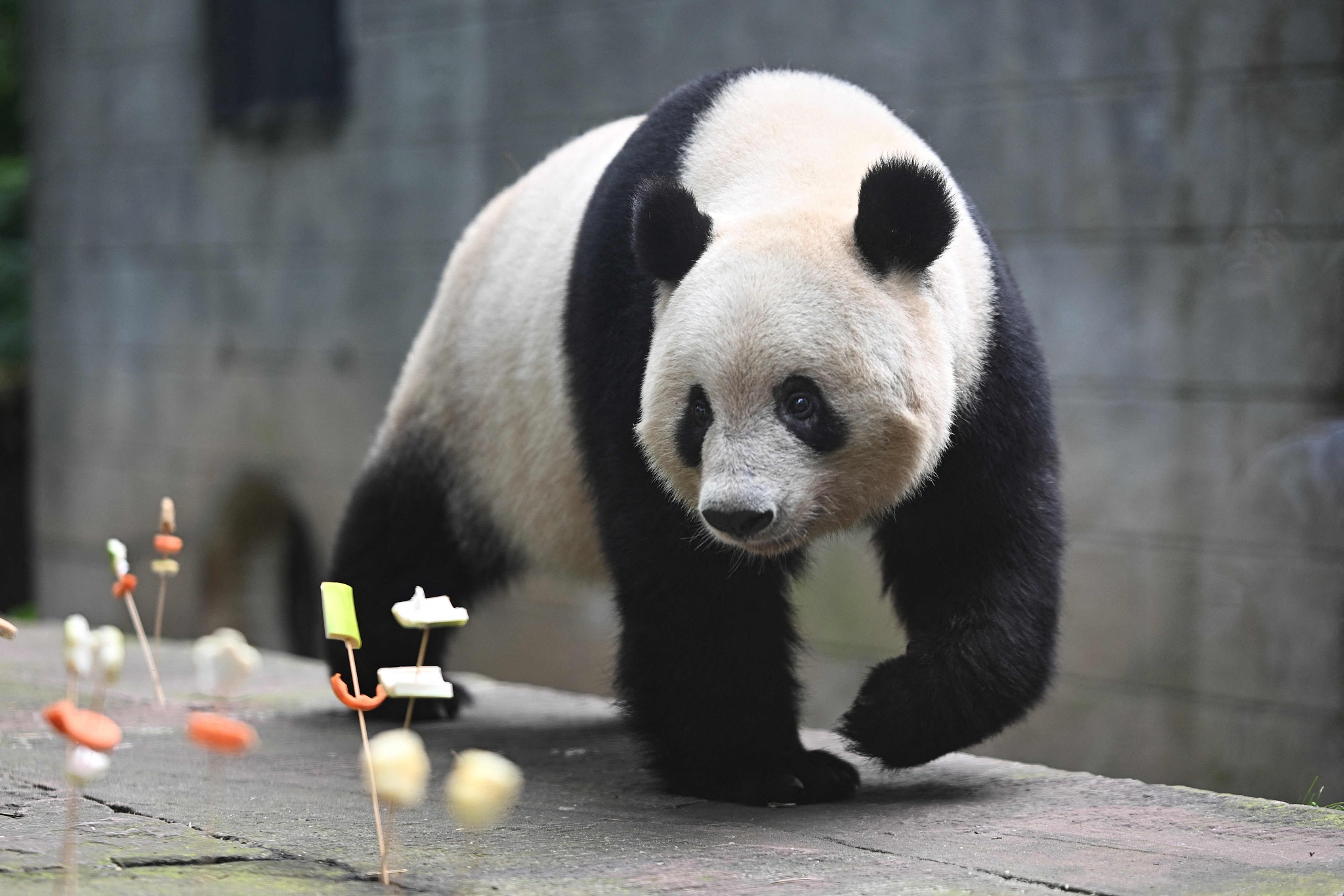 Giant panda Xiang Xiang celebrates her seventh birthday at the Ya'an base of the China Conservation and Research Center for the Giant Panda in Sichuan Province on June 12, 2024. /CFP