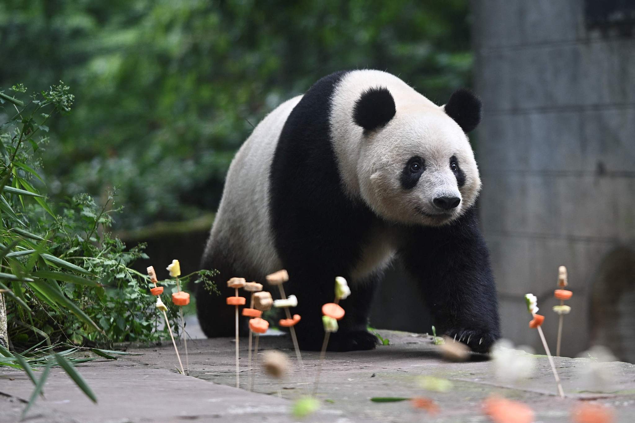 Giant panda Xiang Xiang celebrates her seventh birthday at the Ya'an base of the China Conservation and Research Center for the Giant Panda in Sichuan Province on June 12, 2024. /CFP