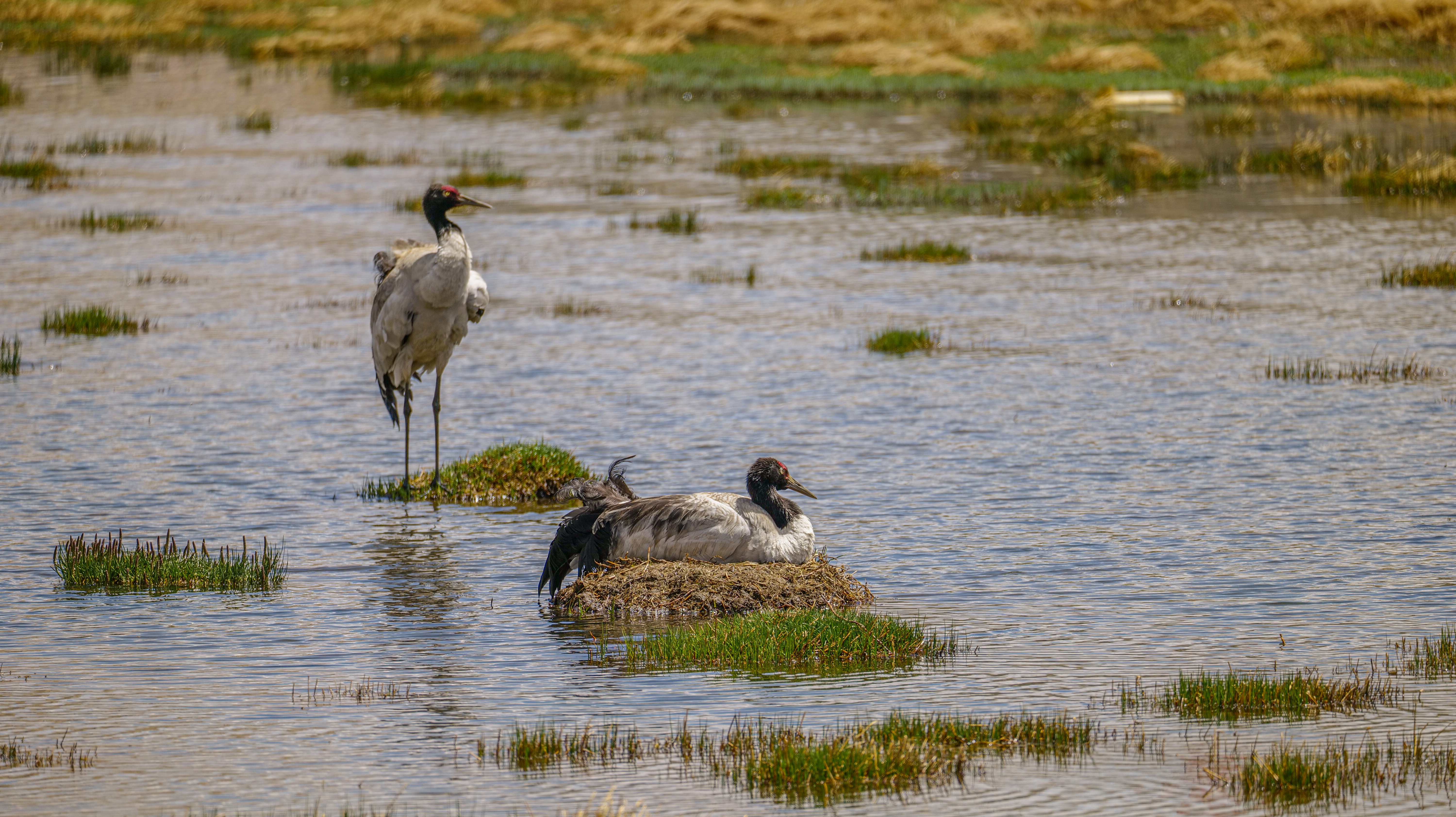 Live: Black-necked cranes breed in Xainza County, China's Xizang Autonomous Region