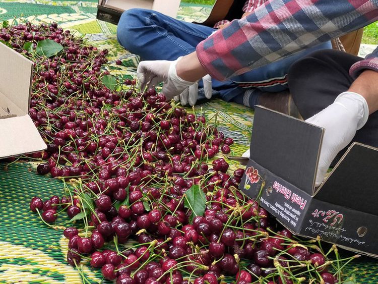 Freshly harvested cherries being packed by locals in Gilgit city of Pakistan's northern Gilgit-Baltistan region, June 2021. /Xinhua