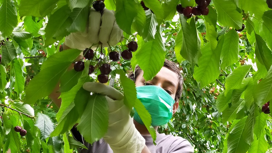 Pakistani cherries set to enhance competition in Chinese market
