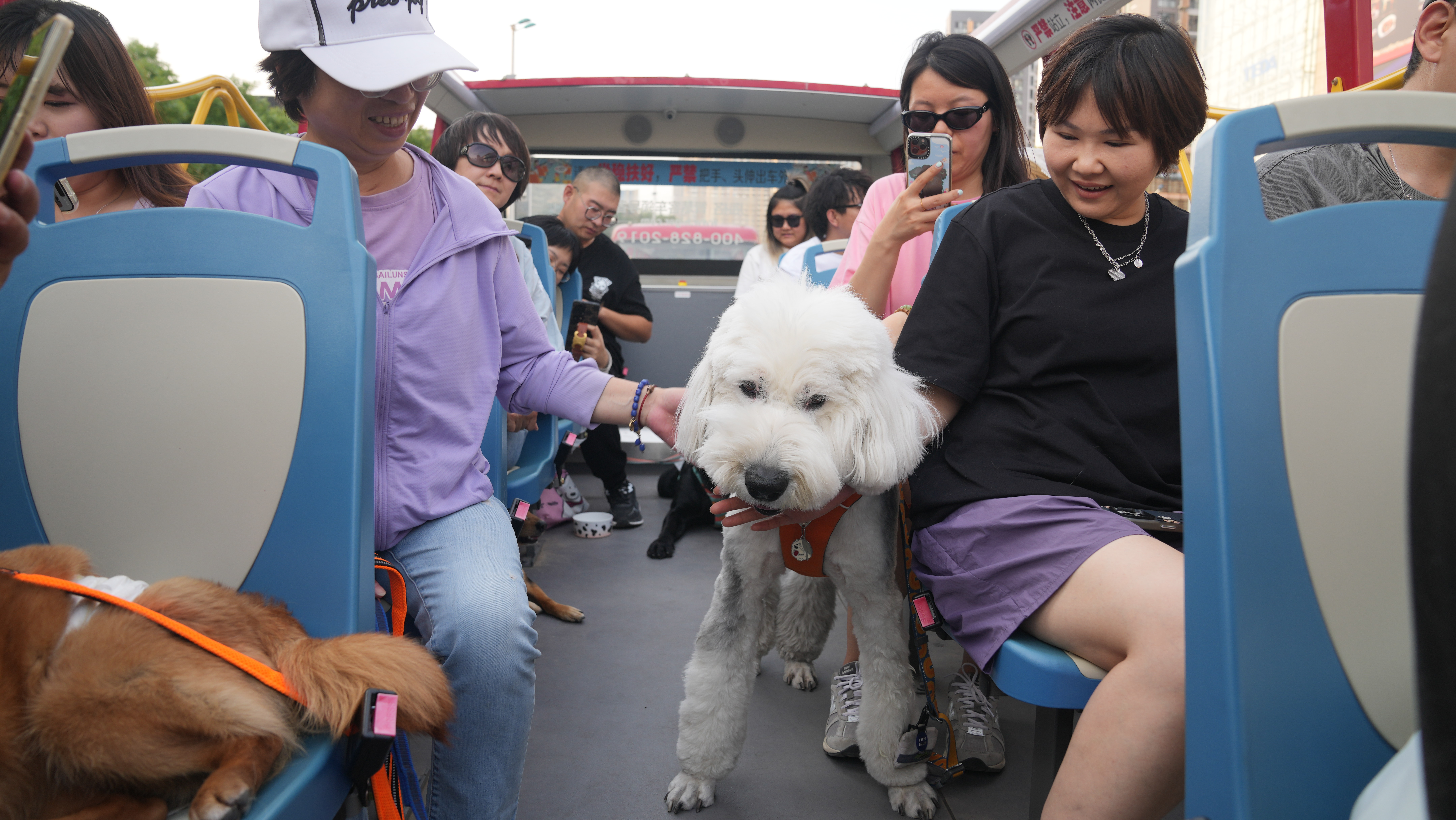 Tour groups organized by pet enthusiasts see popularity