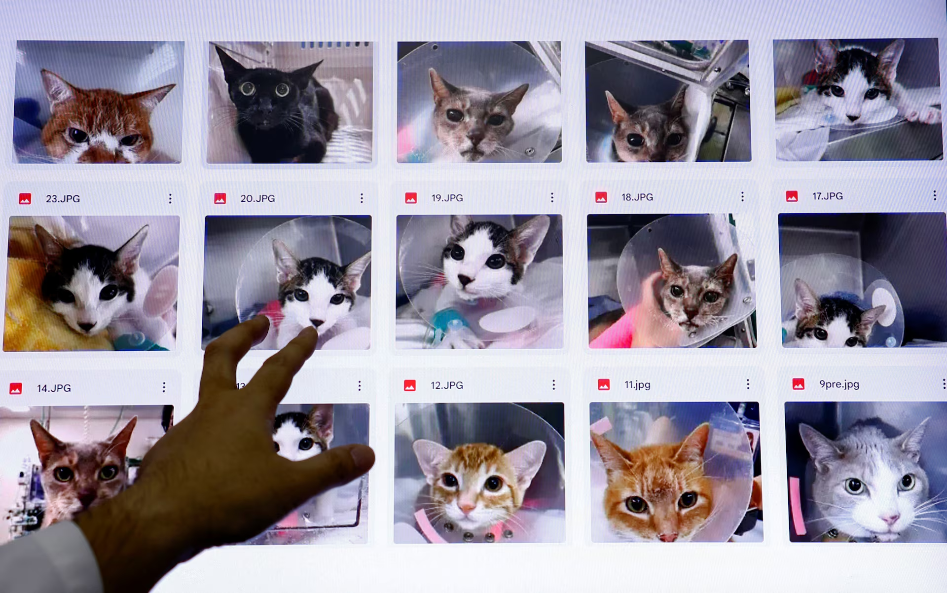 Professor Kazuya Edamura, head of Nihon University Animal Medical Center, points to cat photos on a computer screen used to train the AI of 