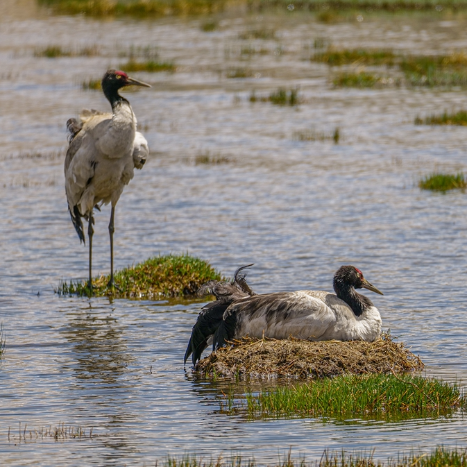 Live: Black-necked cranes breed in Xainza County, China's Xizang - CGTN