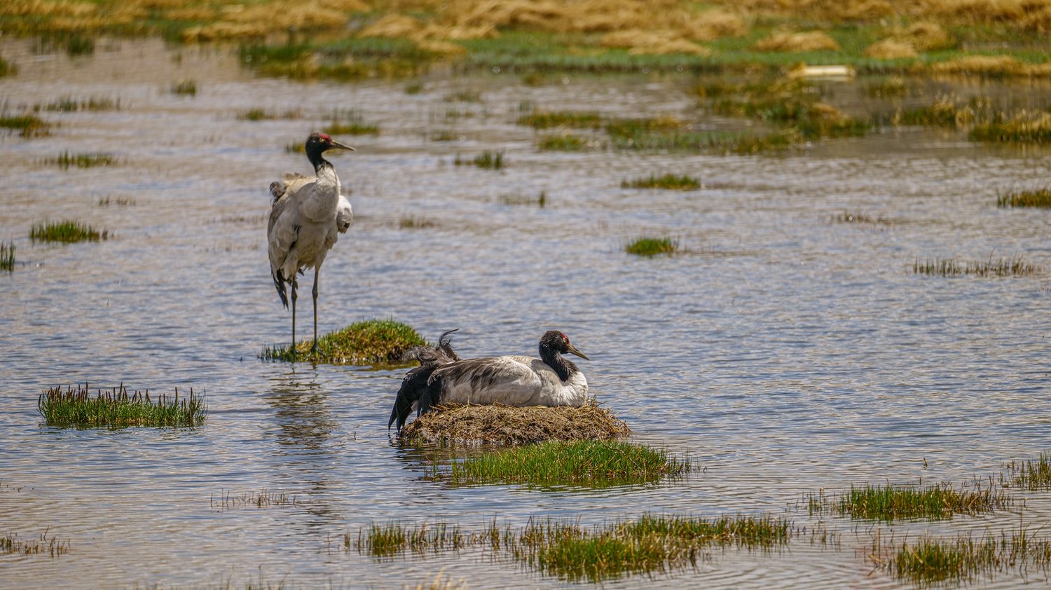 Live: Black-necked cranes breed in Xainza County, China's Xizang Autonomous Region – Ep. 3