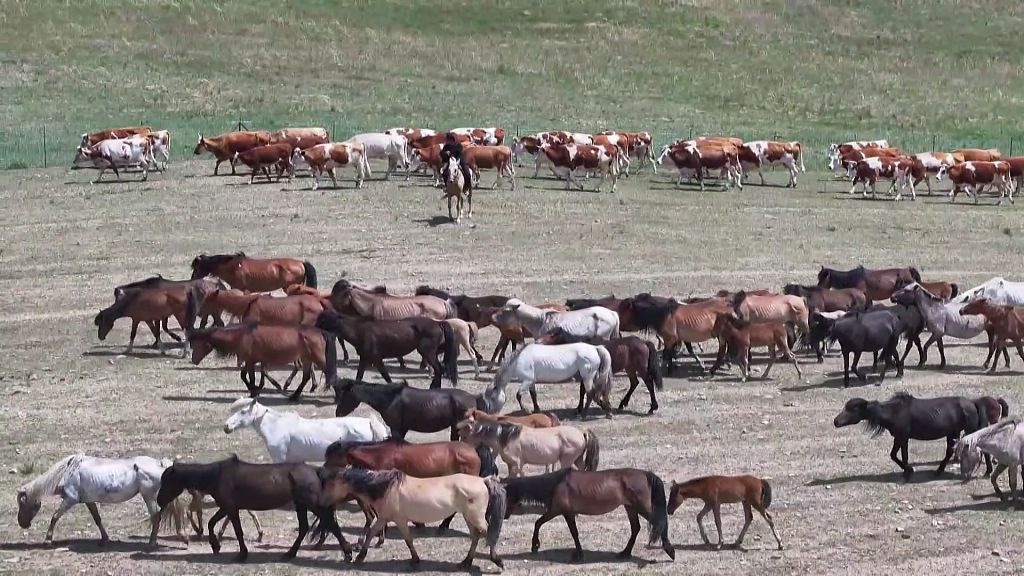 Live: Explore Inner Mongolian summer pastures during its golden season