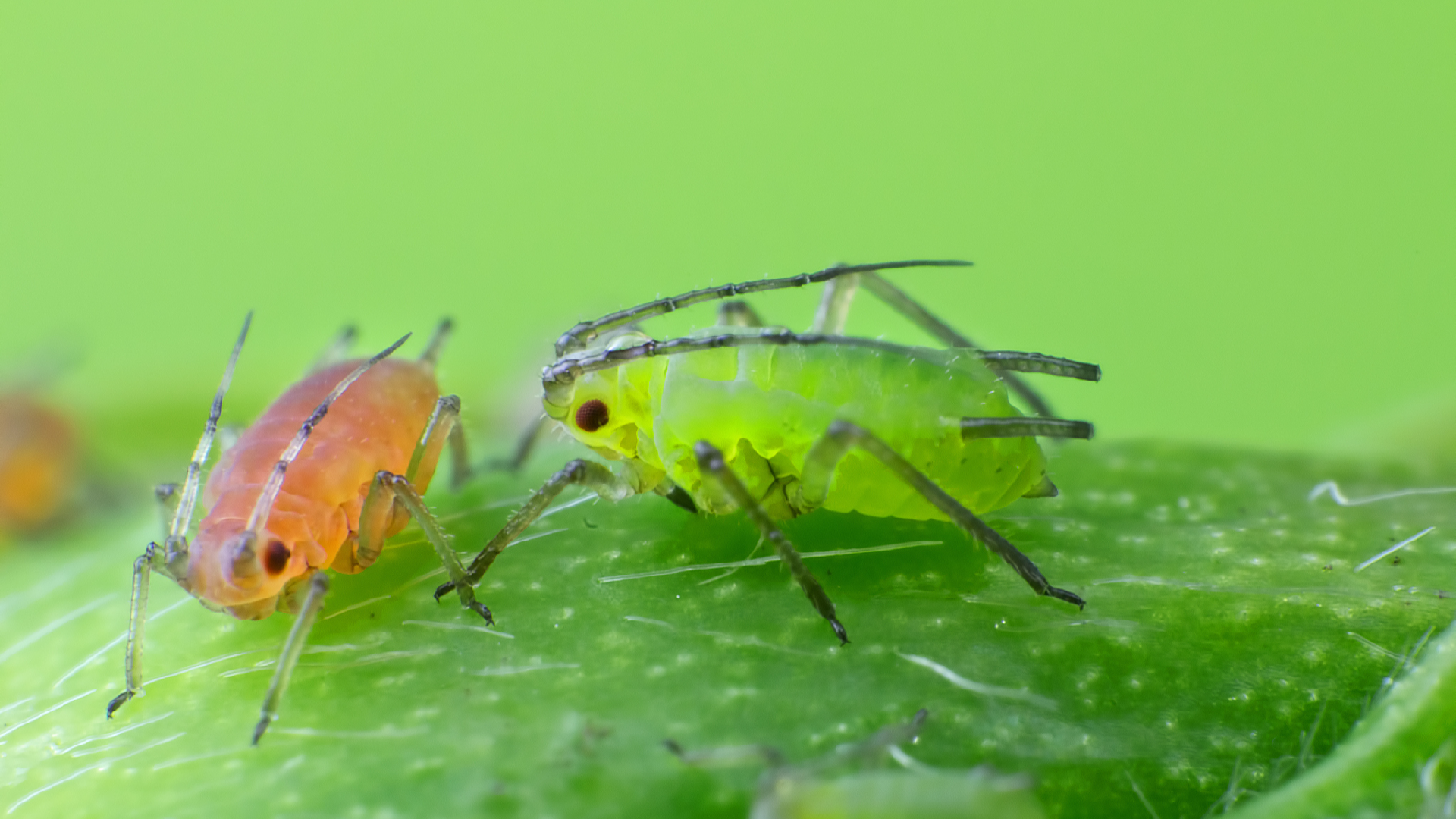 Study on insect olfactory mechanism helps green pesticides development ...