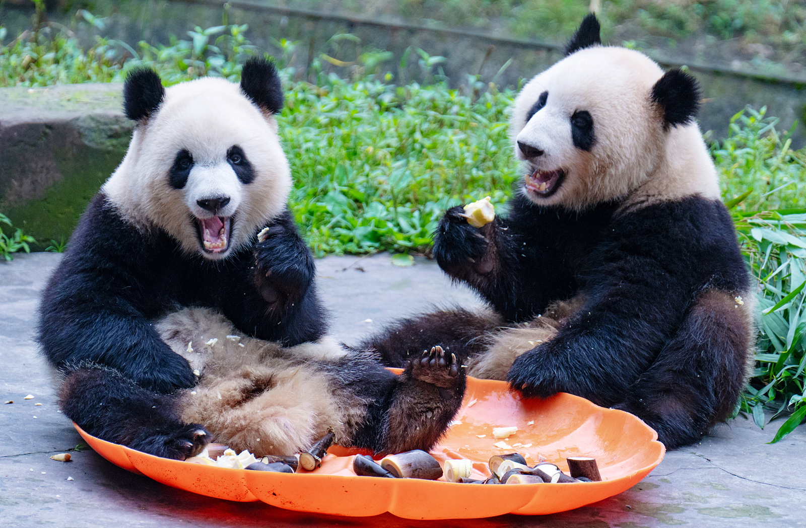 Pandas enjoy bamboo shoots at Chongqing Zoo. /CFP