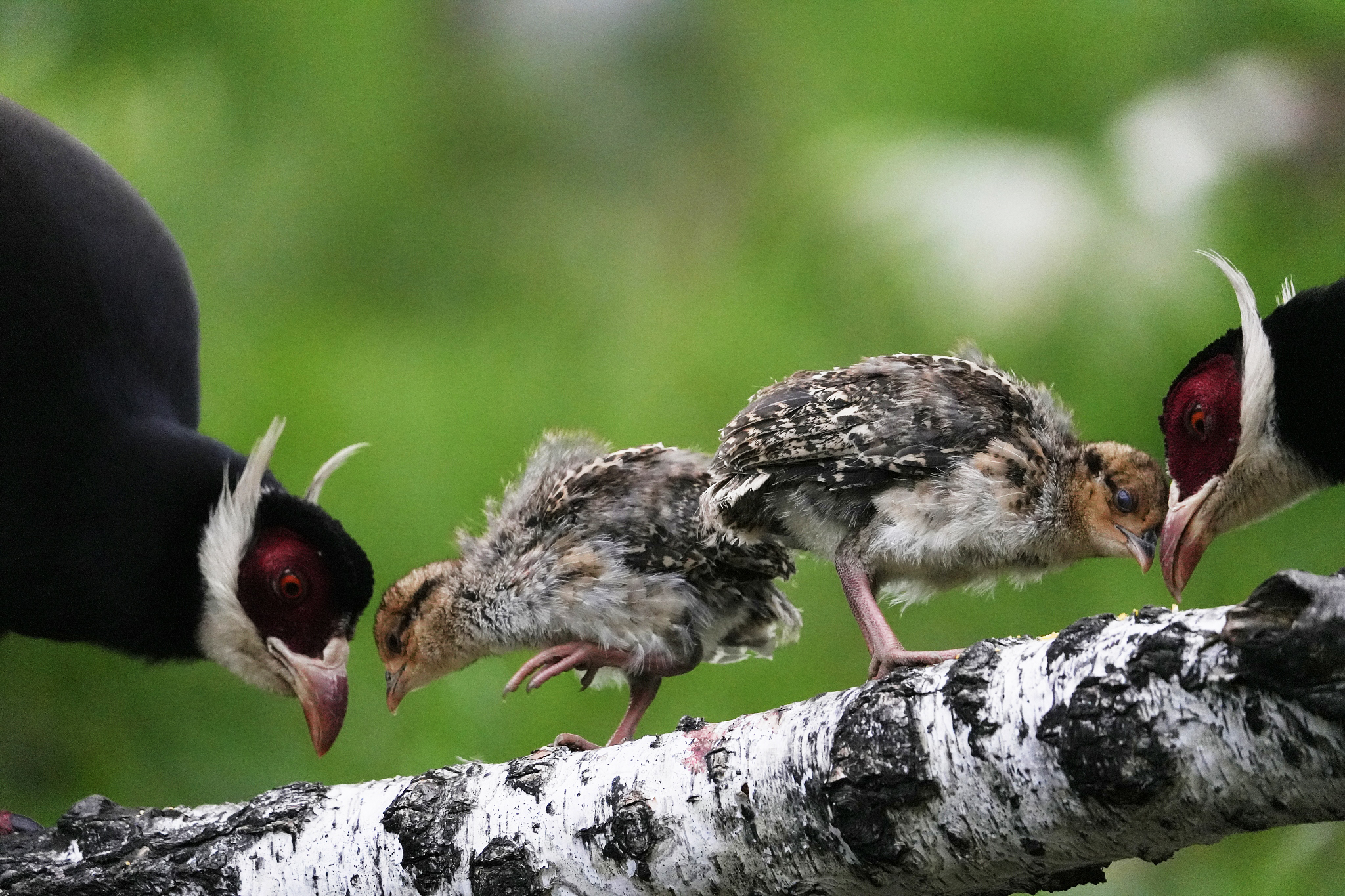 Brown-eared pheasants forage in a forest at the Qiliyu Scenic Area in Huozhou, Shanxi Province on June 15, 2024. /CFP