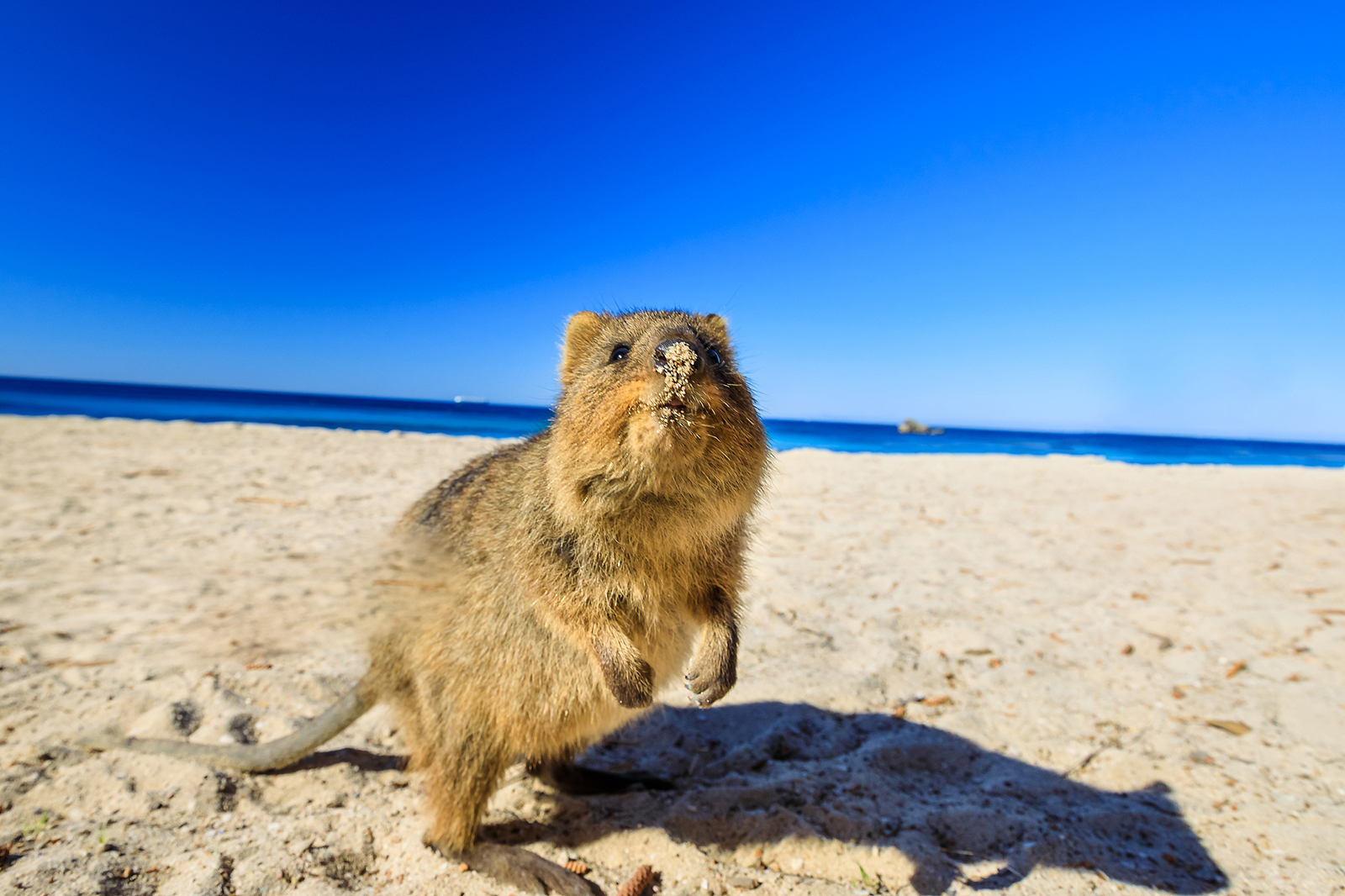 A quokka is seen on the beach of Rottnest Island off the coast of Perth, Australia. /CFP