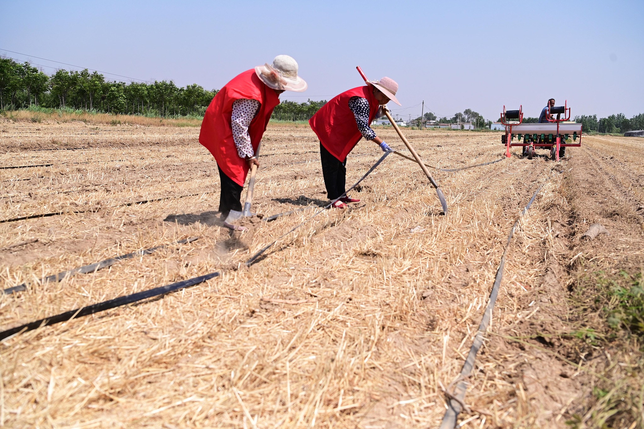 Farmers lay drip irrigation pipes in a field, preparing to water newly planted corn in Liaocheng City, Shandong Province, June 13, 2024. /CFP