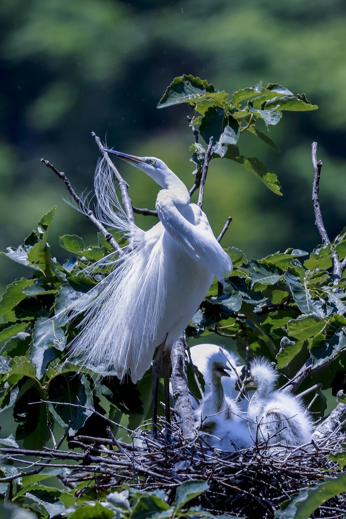An adult egret and chicks bask in sunlight in the treetops of Dandong, Liaoning Province on June 16, 2024. /IC