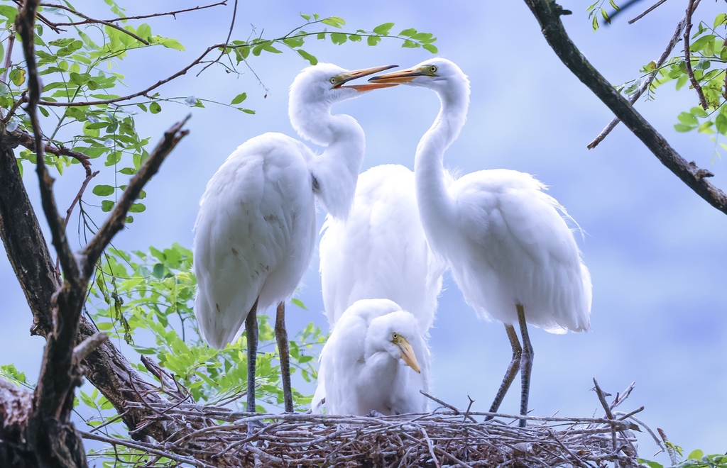 A nest of egrets is pictured in the treetops of Dandong, Liaoning Province on June 16, 2024. /IC