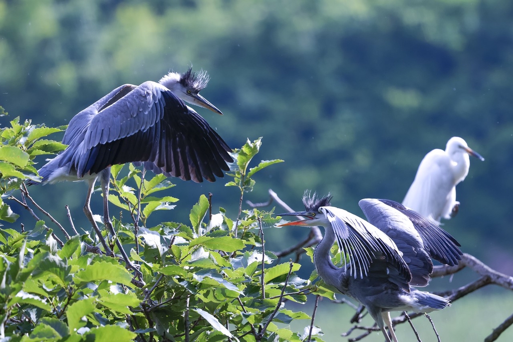 Herons and egrets perch on treetops in Dandong, Liaoning Province on June 16, 2024. /IC
