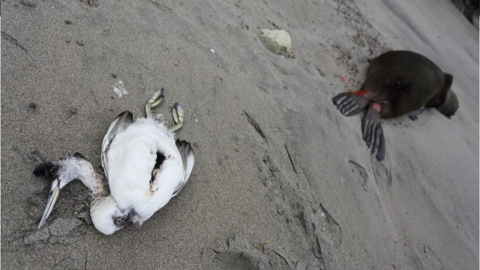 A dead sea bird lies beside a dead sea lion on the beach at Punta Bermeja, on the Atlantic coast of the Patagonian province of Rio Negro, Argentina, August 28, 2023. /AP