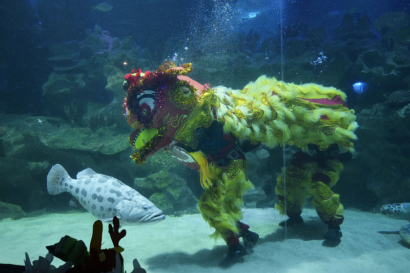 An underwater lion dance is performed at an aquarium at Chinese New Year celebrations in Kuala Lumpur, Malaysia, February 4, 2024. /CFP