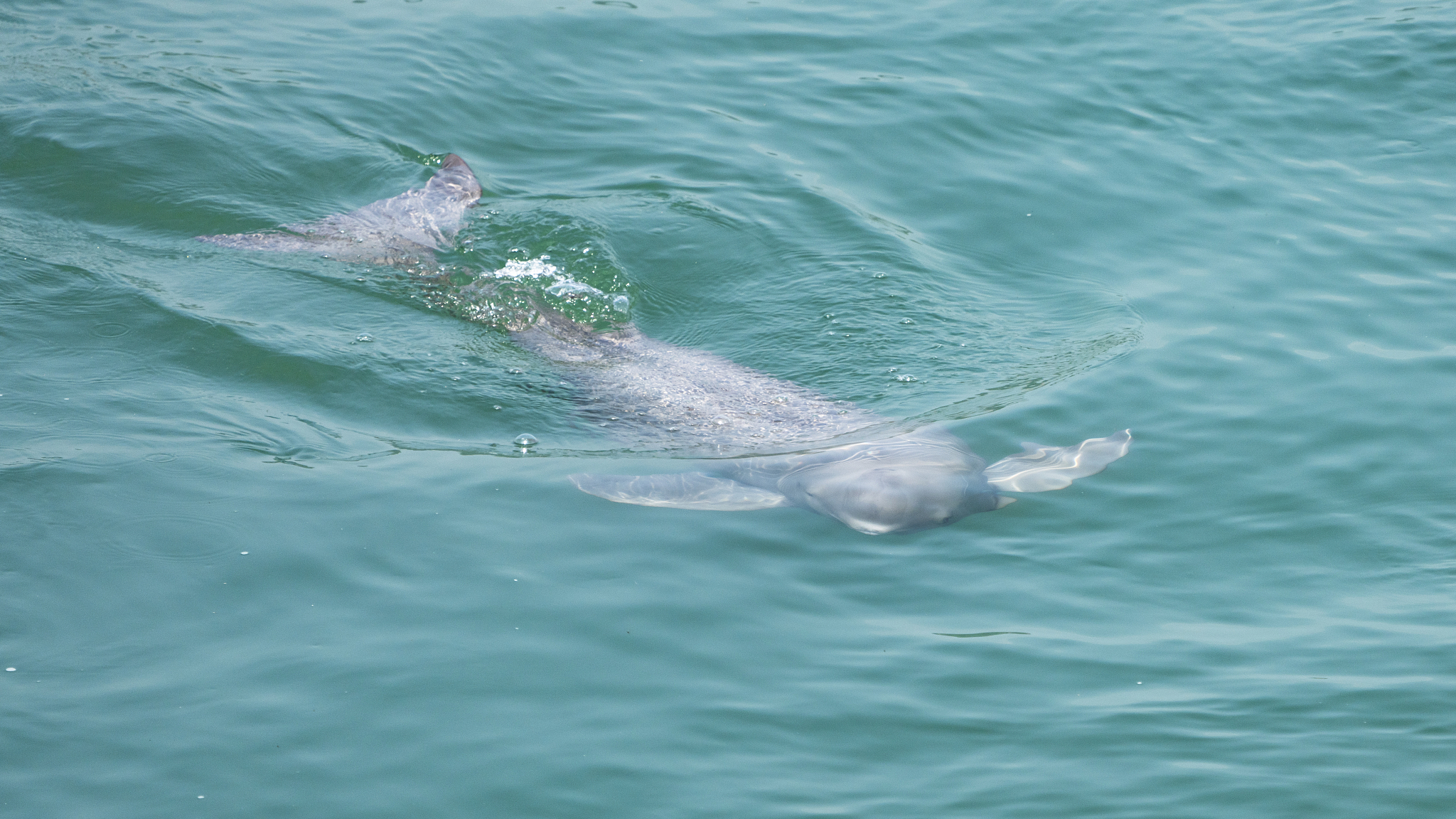 Live: Critically endangered Yangtze finless porpoise family welcomes new member